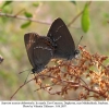 satyrium acaciae abdominalis daghestan in copula